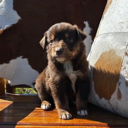 Boy 4 - Red tri-color Miniature American Shepherd puppy in Ava, Missouri from Blue Blood Mini Aussies