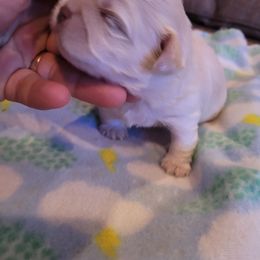 Shih Tzu Puppies from N.F.S.T Imperial ShihTzu Puppies.