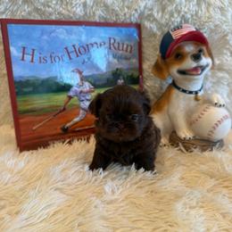 Kayce - Chocolate male Shih Tzu puppy in Success, Missouri from Sweet Success