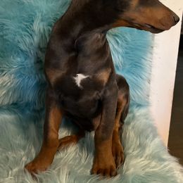 Boy 1 - Blue and rust male Doberman Pinscher puppy in Mc Cook, Nebraska from Morningstar Kennel