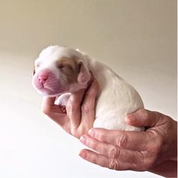 White Collar - Caramel male Australian Labradoodle puppy in Decatur, Alabama from Southern Meadows Doodles