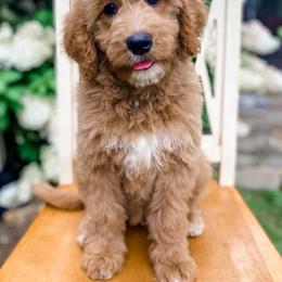 Goldendoodle Puppies from Cane Creek Goldendoodles