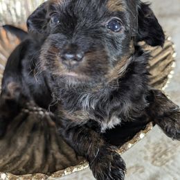 Aussiedoodle Puppies from The Cuddly Dood Ranch