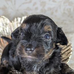 Aussiedoodle Puppies from The Cuddly Dood Ranch