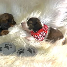 Dachshund Puppies from The Gentle Kennels