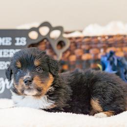 Maleficent - Black tri female Miniature Australian Shepherd puppy in Buna, Texas from R & C Kennels