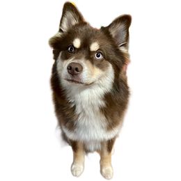 Bri - Pomsky