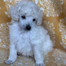Matcha - White male Poodle puppy in Marsing, Idaho from Araceli Toy Poodles