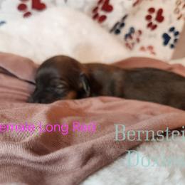 Girl 2 - Red female Dachshund puppy in Lovell, Wyoming from Bernstein Doxies