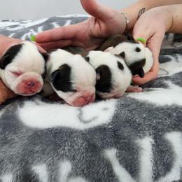 2nd pick male Reserved - Black and white male Boston Terrier puppy in Morristown, Tennessee from Down in the Holler