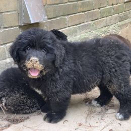 Newfoundland Puppies from Pete’s Newfies