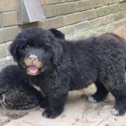Newfoundland Puppies from Pete’s Newfies