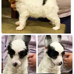 Chinese Crested and Poodle Puppies from Ariella Standard Poodles & Chinese Cresteds