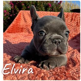 Elvira - Blue female French Bulldog puppy in Clever, Missouri from Crystals Bulldog Bungalow