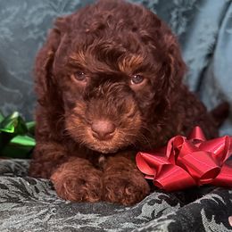 Chocolate Fudge - Phantom male Bernedoodle puppy in Cody, Wyoming from Yellowstone Breeders