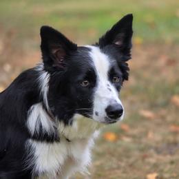 Willow - Border Collie