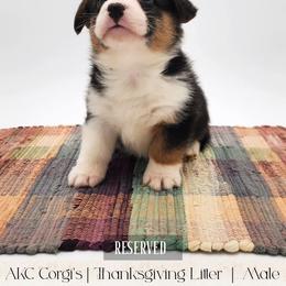 Turkey - Black and tan male Pembroke Welsh Corgi puppy in Pine Village, Indiana from NL Horsemanship