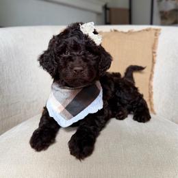 Ruby - Chocolate female Labradoodle puppy in Newark, Ohio from Raising Doodles