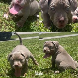 American Bully Puppies from King Bane's Bullies