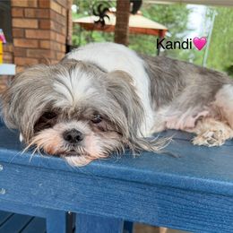 Kandi - Shih Tzu