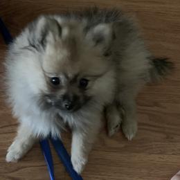 Pomeranian Puppies from Jonna's Poms