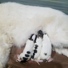 Great Pyrenees Puppies from Empyre Great Pyrenees