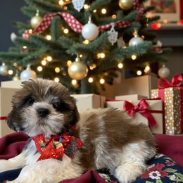 Cosmo - Tricolor male Shih Tzu puppy in Vernon, Texas from Jennifer's Shih Tzus