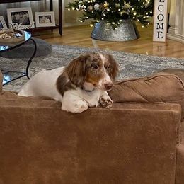 Dachshunds from Daisy Dachshunds