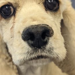 Syke - Cocker Spaniel