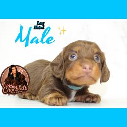 Reese - Chocolate and tan male Dachshund puppy in Liberty, Texas from Mini Chocolate Factory