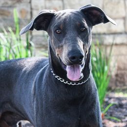 Sterling - Doberman Pinscher