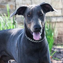 Sterling - Doberman Pinscher