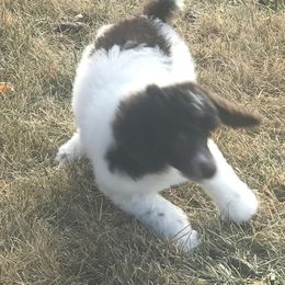 Poodle Puppies from 406 Poodles