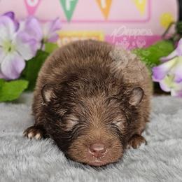 Pepper's Breaking The Habit - Habby - Chocolate male Pomeranian puppy in Plant City, Florida from Pepper's Pomeranians