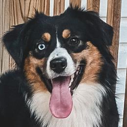 Sadie - Miniature Australian Shepherd
