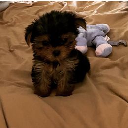 Yorkshire Terrier puppies from Chino Hills Yorkies
