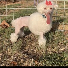 May - Poodle