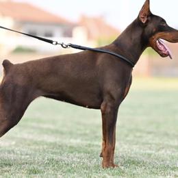 Doberman Pinschers from De luxe dobermans