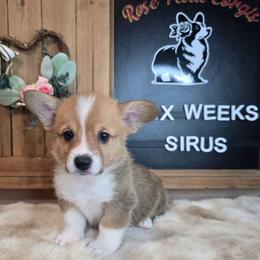 Sirus - Red male Pembroke Welsh Corgi puppy in Lake Elsinore, California from Rose Petal Corgis