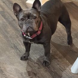 Willa - French Bulldog