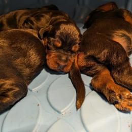 Girl 1 - Black and tan female Gordon Setter puppy in Loris, Kentucky from Windsor Setters