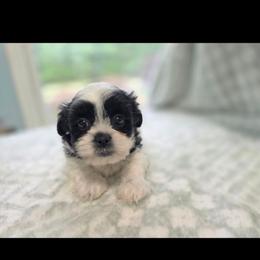 Zoe - Black and white female Shichon puppy in Ronda, North Carolina from Willow River