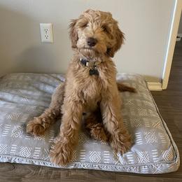 Goldendoodle Puppies from Lundee Doodles