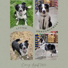 Border Collie puppies from Riverwood