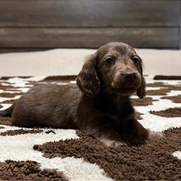 Chocolate and cream brindle 2 - Chocolate and cream male Dachshund puppy in Defuniak Springs, Florida from Anastasia Knight's Cocker Spaniels