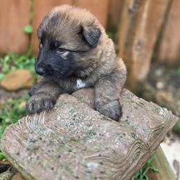 Boy 1 - Sable male German Shepherd puppy in Leon, West Virginia from Heart2Heart Kennels
