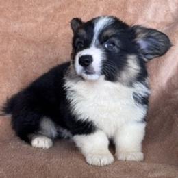 Girl doll 1 - Black and tan female Pembroke Welsh Corgi puppy in Huntington Beach, California from Gingerbread