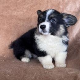 Girl doll 1 - Black and tan female Pembroke Welsh Corgi puppy in Huntington Beach, California from Gingerbread