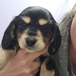 Black and cream with white paws Pink collar - Black and cream female Dachshund puppy in Fulton, Missouri from New Hope Dachshund Puppies
