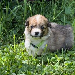 Boy 3- green - Red male Pembroke Welsh Corgi puppy in Glenwood, Minnesota from Minnewaska Corgi Co